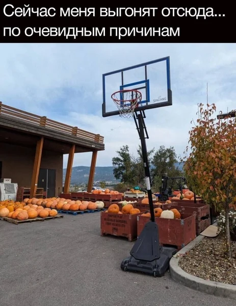 Осень, тыквы, хорошее настроение… И я, который вот-вот устроит NBA в сельхозмагазине.